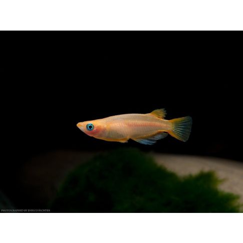 Oryzias latipes (Medaka) Gold-Red