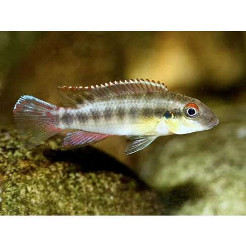COPPIA Wallaceochromis humilis