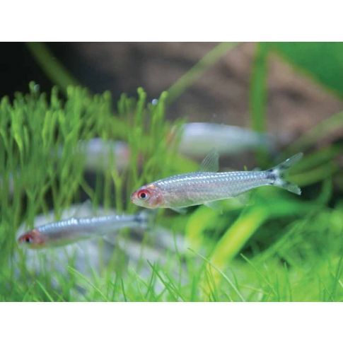 Hemigrammus rhodostomus (PETITELLA) PLATINUM 3-4cm