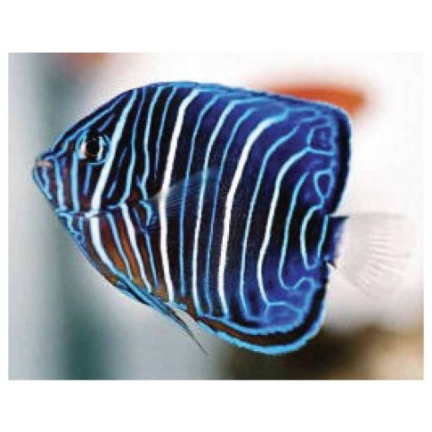 pomacanthus annularis livrea giovanile 4/6cm