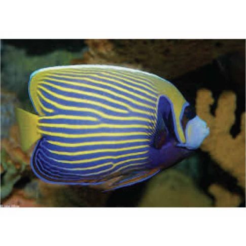 Pomacanthus Imperator SEMI-Adulto 12-15cm