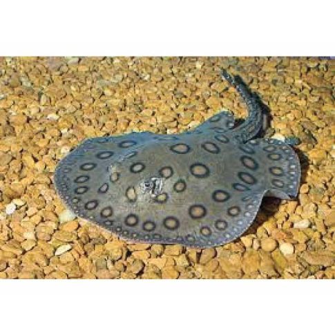 COPPIA Potamotrygon motoro 15-18cm diametro