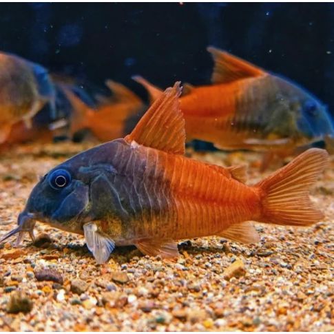 CW217 Corydoras sp. "Tomo" 6-8cm