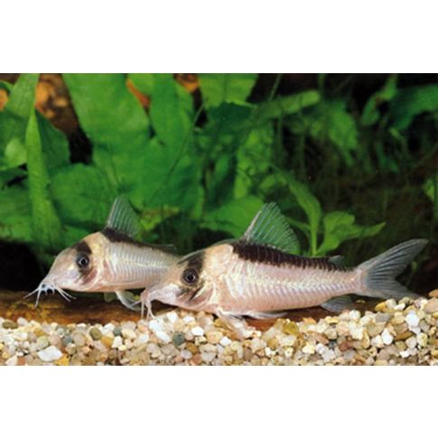 Corydoras Imitator 5-6cm