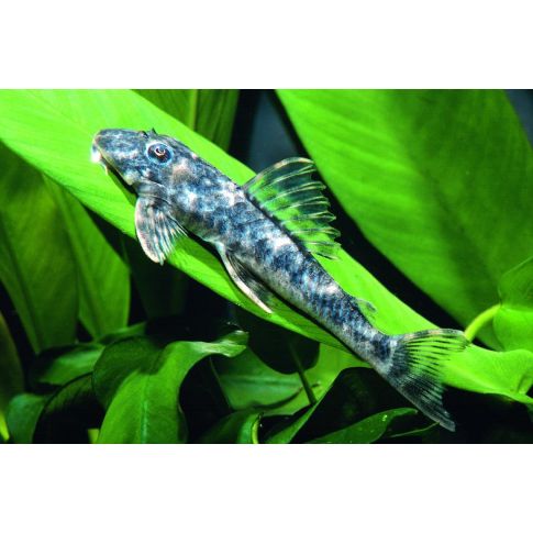 L127 Peckoltia lujani 5-7cm