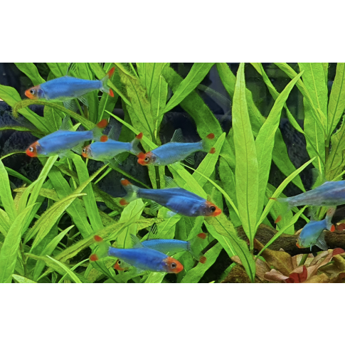 Sawbwa resplendens 3-6cm