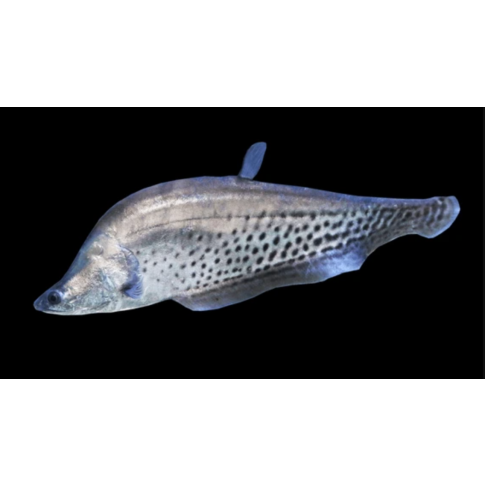Notopterus chitala blanci 15-20cm