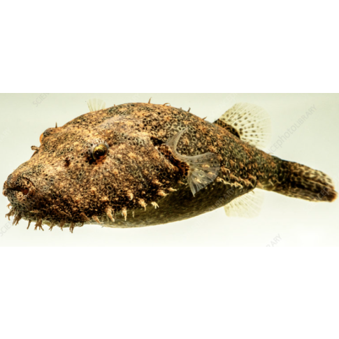 Tetraodon Baileyi 6-8cm