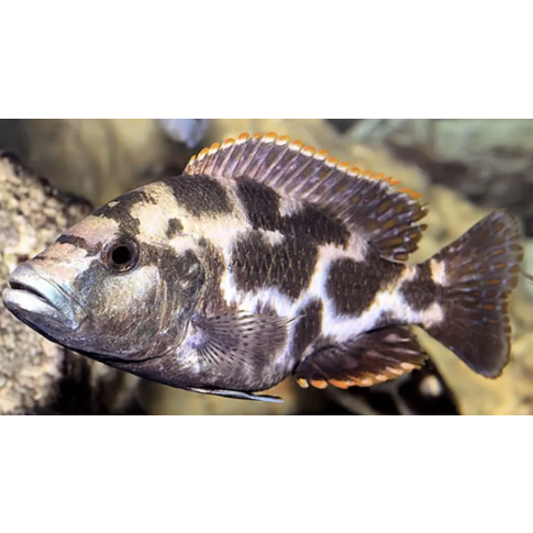 Nimbochromis Livingstonii 4-6cm