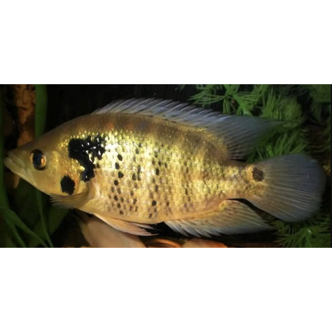 Caquetaia Kraussii 5-7cm