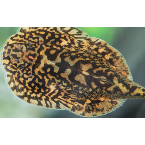 Sewellia sp. patella 4/6cm