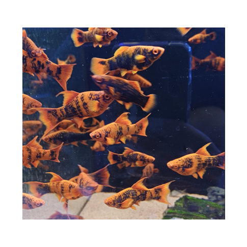 Xiphophorus Alpha Red Marble 5-6cm