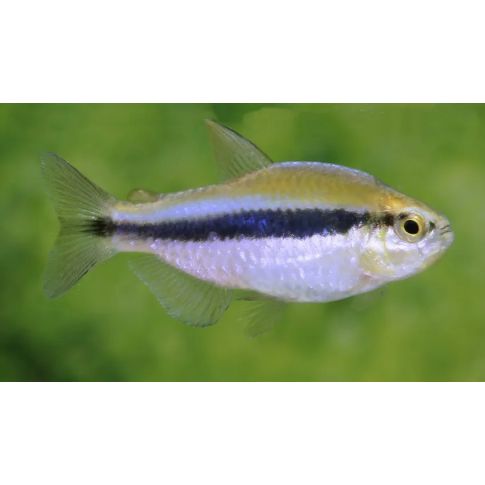 Hyphessobrycon Cyanotaenia 2-4cm