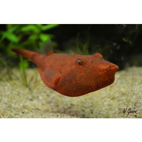 Tetraodon miurus 5-7cm