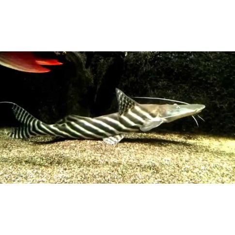 Merodontotus tigrinus 12-15cm
