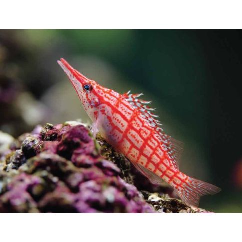 Oxycirrhites typus