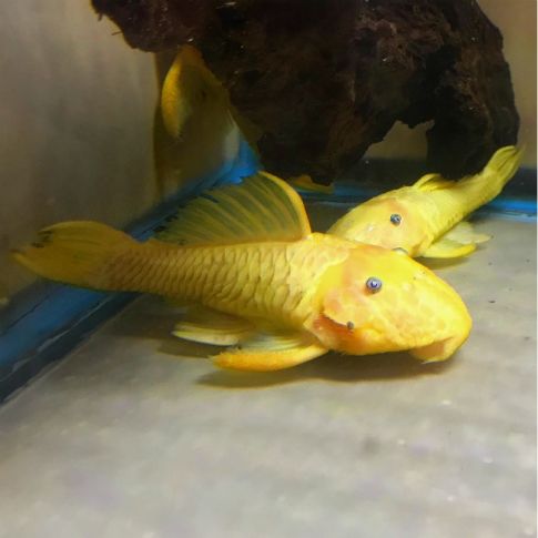 l056 Parancistrus aurantiacus XANTO 10/12cm