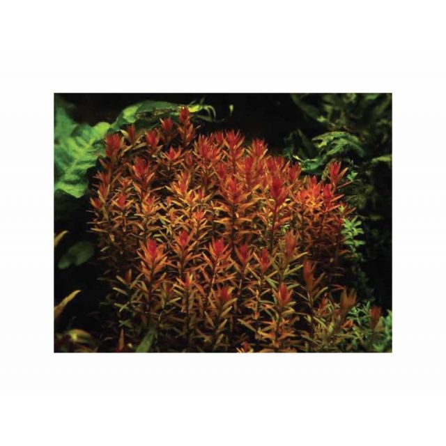 Rotala rotundifolia colorata