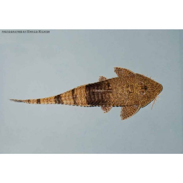 Pseudohemiodon cf. apithanos Real Venezuela 10-14cm
