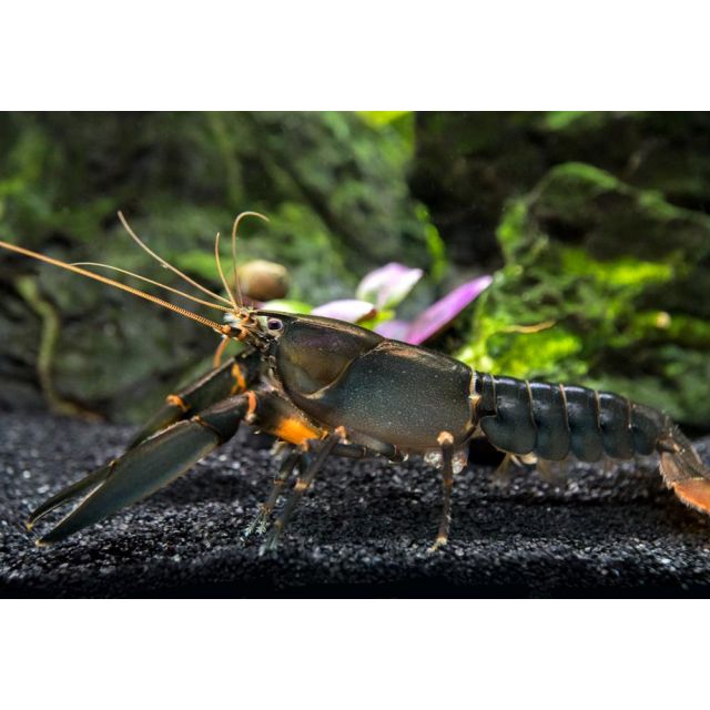 Cherax Black Scorpion 6-8cm