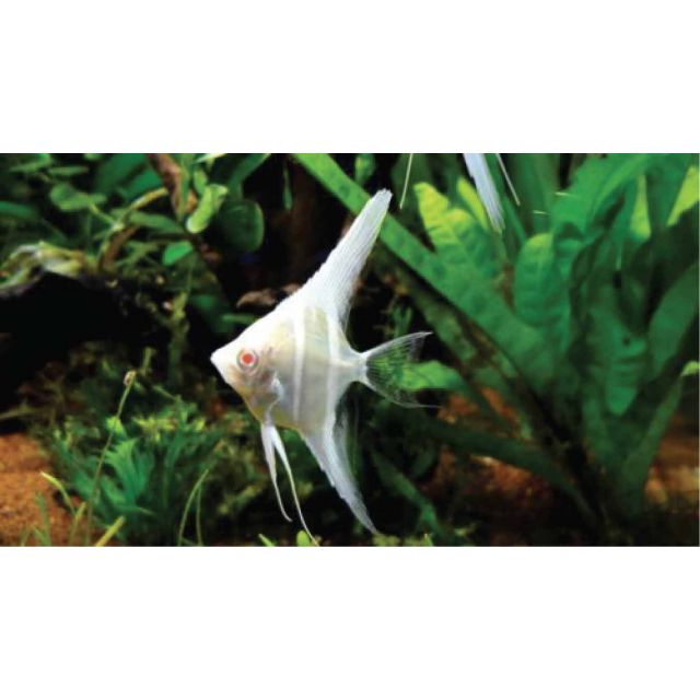 Scalare Peruensis Albino 5cm
